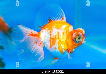 Animaux de compagnie poissons rouges ornementaux ou Carassius auratus, famille Cyprinida. Le poisson doré Ranchu ou lionhead est très populaire à montrer dans un aquarium Banque D'Images