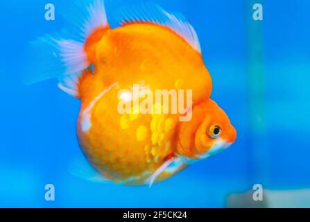 Animaux de compagnie poissons rouges ornementaux ou Carassius auratus, famille Cyprinida. Le poisson doré Ranchu ou lionhead est très populaire à montrer dans un aquarium Banque D'Images