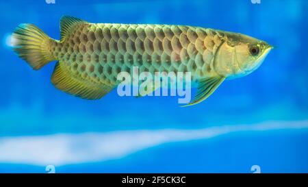 Arowana dans l'aquarium, un poisson préféré avec le corps long, belle forme de dragon coloré pour la décoration dans l'aquarium en famille riche Banque D'Images