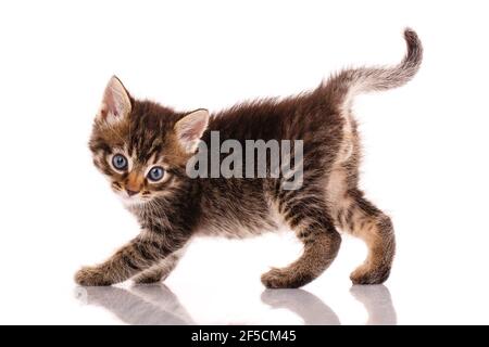 Chaton rayé avec des yeux bleus posés devant l'appareil photo sur un fond blanc. Banque D'Images