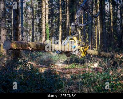 Travaux forestiers (éclaircie) en Auvergne, France. Banque D'Images