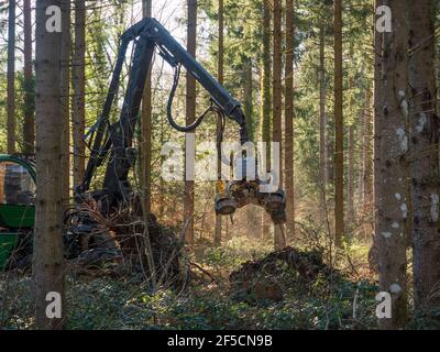 Travaux forestiers (éclaircie) en Auvergne, France. Banque D'Images