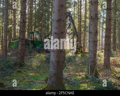 Travaux forestiers (éclaircie) en Auvergne, France. Banque D'Images