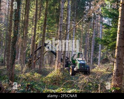 Travaux forestiers (éclaircie) en Auvergne, France. Banque D'Images
