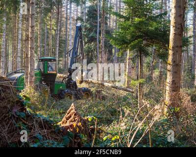 Travaux forestiers (éclaircie) en Auvergne, France. Banque D'Images