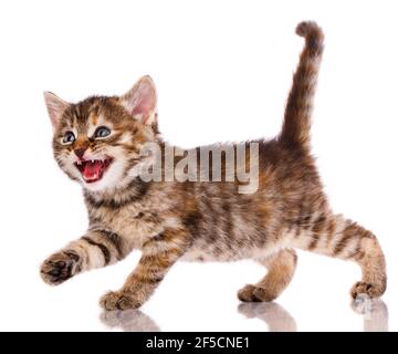 Le petit chaton brun est en colère et se méprend sur un fond blanc. Vue latérale. Banque D'Images