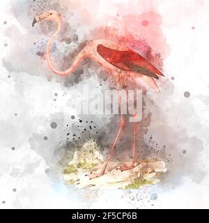 Illustration numériquement améliorée d'un flamants d'Amérique (Phoenicopterus ruber [ici comme Phoenicopterus americanus]). Le flam américain (ou des Caraïbes) Banque D'Images