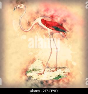 Illustration numériquement améliorée d'un flamants d'Amérique (Phoenicopterus ruber [ici comme Phoenicopterus americanus]). Le flam américain (ou des Caraïbes) Banque D'Images
