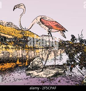 Illustration numériquement améliorée d'un flamants d'Amérique (Phoenicopterus ruber [ici comme Phoenicopterus americanus]). Le flam américain (ou des Caraïbes) Banque D'Images