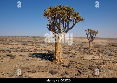 Géographie / Voyage, Namibie, quiver arbre (aloe dichotoma) dans le paysage du désert, près de Kuiseb Canyon, ERO, Additional-Rights-Clearance-Info-non-disponible Banque D'Images