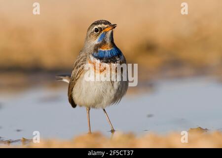 Mâle Bluethroat (Luscinia svecica) près d'une flaque d'eau dans le désert, hivernant à Negev, israël photographié en décembre Banque D'Images