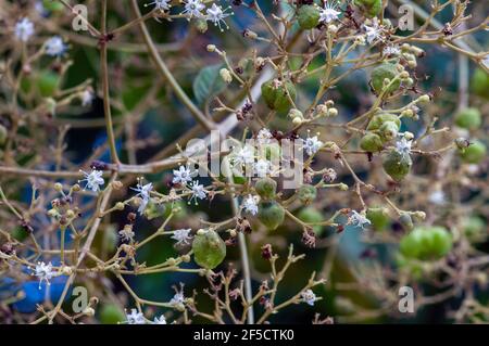 Graines de teck (Tectona grandis), disposées en grappes denses à l'extrémité des branches, à Gunung Kidul, Yogyakarta, Indonésie Banque D'Images