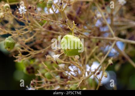 Graines de teck (Tectona grandis), disposées en grappes denses à l'extrémité des branches, à Gunung Kidul, Yogyakarta, Indonésie Banque D'Images