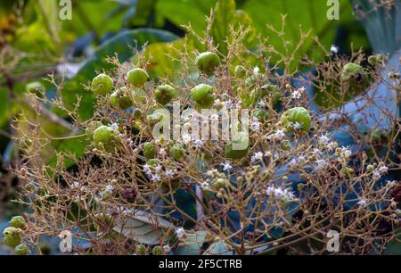 Graines de teck (Tectona grandis), disposées en grappes denses à l'extrémité des branches, à Gunung Kidul, Yogyakarta, Indonésie Banque D'Images