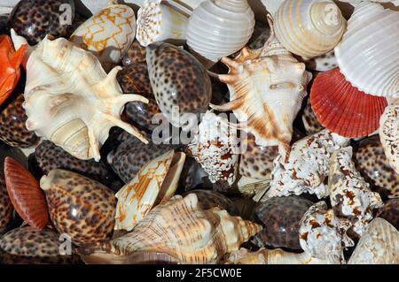 Coquillages vendus comme objets ornementaux dans un tabouret de marché de station balnéaire côtière, conch tropical, escargots, yeux de requin et pétoncles de plusieurs tailles Banque D'Images