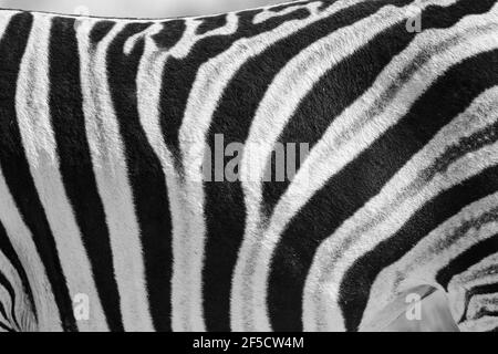 Motif à rayures zèbre (Equus burchelli) gros plan en noir et blanc. Parc national d'Etosha, Namibie Banque D'Images