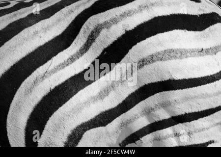 Motif à rayures zèbre (Equus burchelli) gros plan en noir et blanc. Parc national d'Etosha, Namibie Banque D'Images