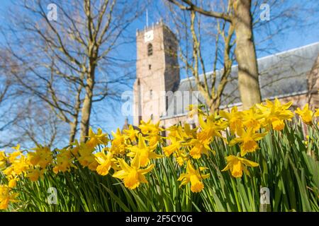 Middelharnis, pays-Bas - février 26 2021 : le Daffodil fleurit au soleil éclatant avec une vieille église et un ciel en arrière-plan Banque D'Images