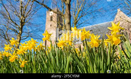 Middelharnis, pays-Bas - février 26 2021 : le Daffodil fleurit au soleil éclatant avec une vieille église et un ciel en arrière-plan Banque D'Images