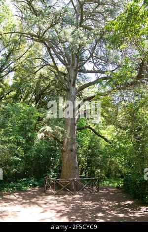 Cèdre libanais, Parc Aymerich, Laconi, Oristano, Sardaigne, Italie Banque D'Images