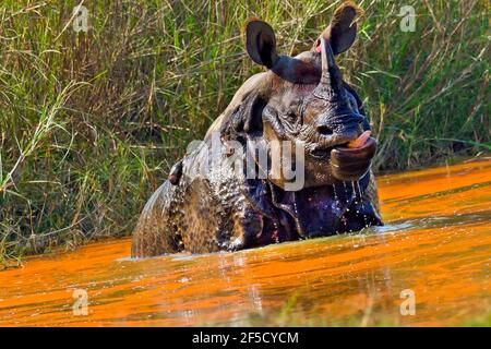 Rhinoceros à une cornelle, Rhinoceros indien, rhinocéros asiatique, Rhinoceros unicornis, terres humides, Parc national Royal Bardia, parc national Bardiya, NEP Banque D'Images