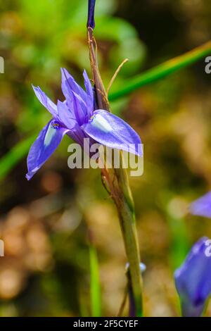 Iris bleu ou noix de Barbarie, (syn. De Moraea sisyrinchium. Gynandriris sisyrinchium) a photographié en Israël en mars un iris nain, du genre Moraea, nativ Banque D'Images