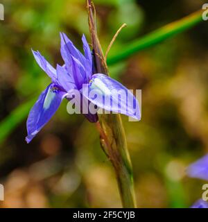 Iris bleu ou noix de Barbarie, (syn. De Moraea sisyrinchium. Gynandriris sisyrinchium) a photographié en Israël en mars un iris nain, du genre Moraea, nativ Banque D'Images