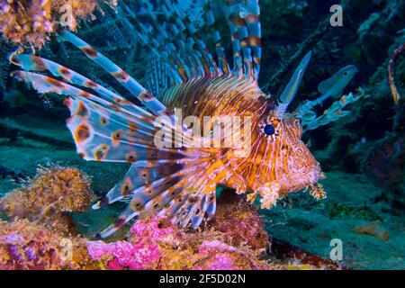 Lionfish rouge, volitans Pterois, atoll de Malé du Sud, Maldives, Océan Indien, Asie Banque D'Images