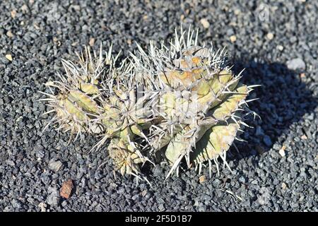 Originaire d'Afrique du Sud, il a regroupé des couronnes de épines quelque peu féroces, comme les véritables cactus. Banque D'Images