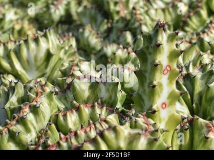 Parfois appelé la plante candélabre, la plante candélabre à crête, euphorbia à crête, ou elkhorn à crête, il ressemble à un corail inhabituel Banque D'Images