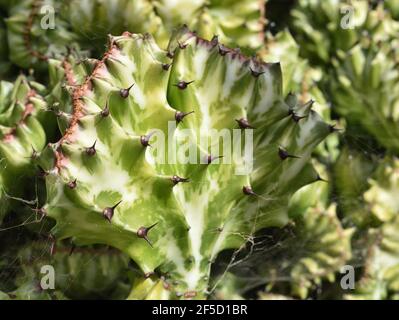 Parfois appelé la plante candélabre, la plante candélabre à crête, euphorbia à crête, ou elkhorn à crête, il ressemble à un corail inhabituel Banque D'Images