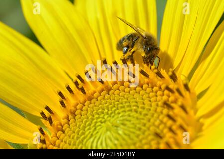 Macro de l'abeille (APIs) se nourrissant sur le tournesol Banque D'Images