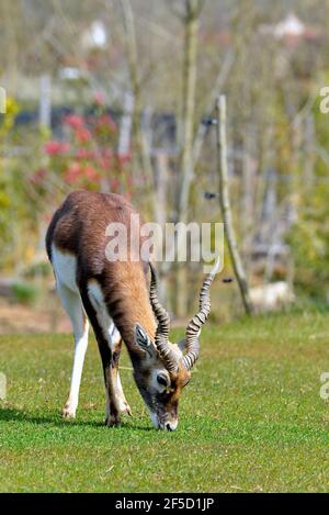 Le buck noir mâle (Antilope cervicapra), également connu sous le nom d'antilope indienne, est un antilope originaire de l'Inde et du Népal, qui broutage et vu de l'avant Banque D'Images