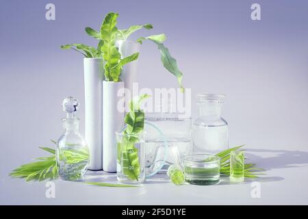 Laboratoire vert naturel. Arrangement floral abstrait sur fond violet clair. Feuilles vertes exotiques dans des flacons en verre transparent, des flacons, des boîtes de Pétri Banque D'Images