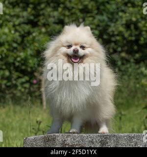 chien de Poméranie Banque D'Images