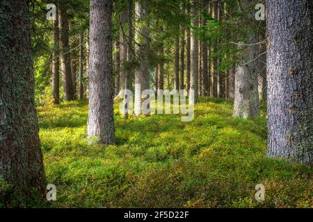 Une forêt de pins avec des spruces (Picea abies) et des bleuets (Vaccinium myrtillus) arbustes recouvrant le sol Banque D'Images