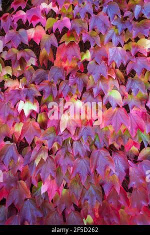 Couleur d'automne Boston Ivy ou le Creeper japonais poussant contre un mur, l'Angleterre Banque D'Images