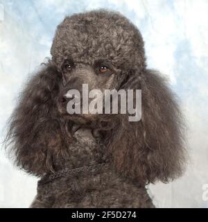 caniche standard Banque D'Images