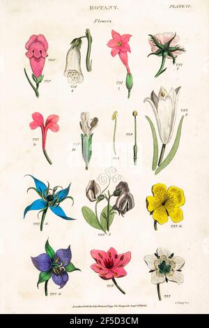 Fleurs dessinées à la main partie des images botaniques représentant le système de classification de Linnean [Carl Linnaeus (23 mai 1707 – 10 janvier 1778), également connu après son ennoblatement comme Carl von Linné était un botaniste suédois, un zoologiste, un taxonomiste et un médecin qui formalise la nomenclature binomiale, le système moderne de dénomination des organismes. Il est connu comme le « père de la taxonomie moderne ». Beaucoup de ses écrits étaient en latin, et son nom est rendu en latin comme Carolus Linnæus (après 1761 Carolus a Linné). Publié par T. Tegg à Londres en 1826 Banque D'Images