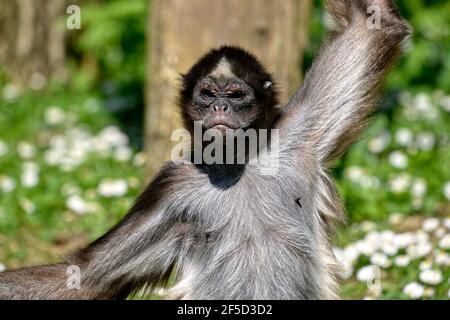 Gros plan singes araignées variégés (Ateles hybridus marimonda) vus de l'avant Banque D'Images