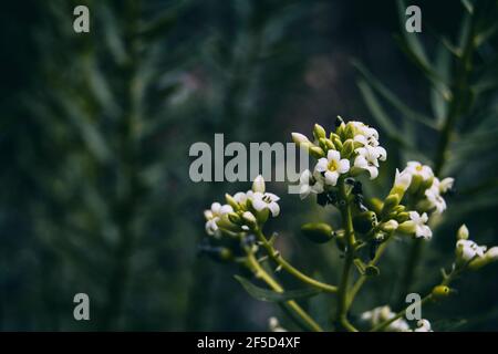 petites fleurs blanches de daphne sur une montagne en espagne Banque D'Images