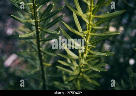 tige de feuilles allongées de daphné dans une montagne de espagne Banque D'Images