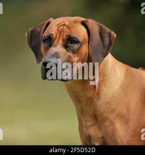 Le Rhodesian Ridgeback Banque D'Images