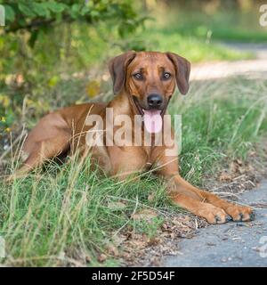 Le Rhodesian Ridgeback Banque D'Images