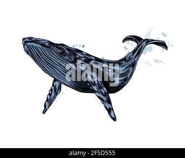Baleine à bosse, baleine bleue d'une éclaboussure d'aquarelle, dessin coloré, réaliste. Illustration vectorielle des peintures Illustration de Vecteur