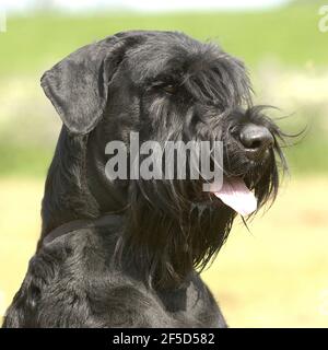 chien schnauzer géant Banque D'Images