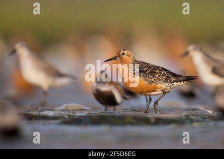 Nœud rouge (Calidris canutus), adulte dans le plumage de reproduction debout sur un plat de boue à marée haute volante de wader avec plusieurs Dunlins, Allemagne Banque D'Images