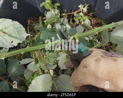 BlackBerry arménien (Rubus armeniacus), pousses de coupe de jardinier avec sécateurs, Allemagne Banque D'Images