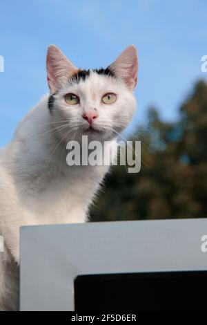 Chat domestique, chat de maison (Felis silvestris F. catus), debout à l'extérieur regardant dans la distance, Allemagne Banque D'Images