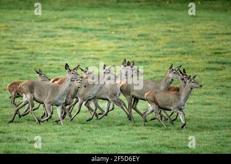 Cerf rouge (Cervus elaphus), troupeau de hinds, Allemagne, Mecklembourg-Poméranie occidentale Banque D'Images